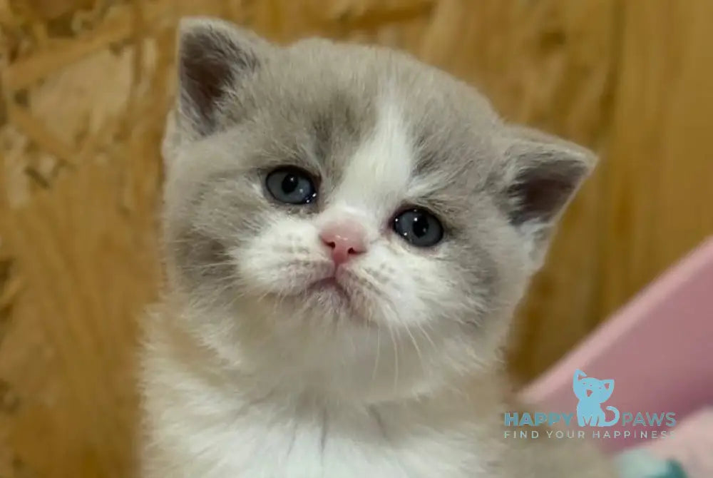 Felice British Shorthair female lilac bicolour live animals