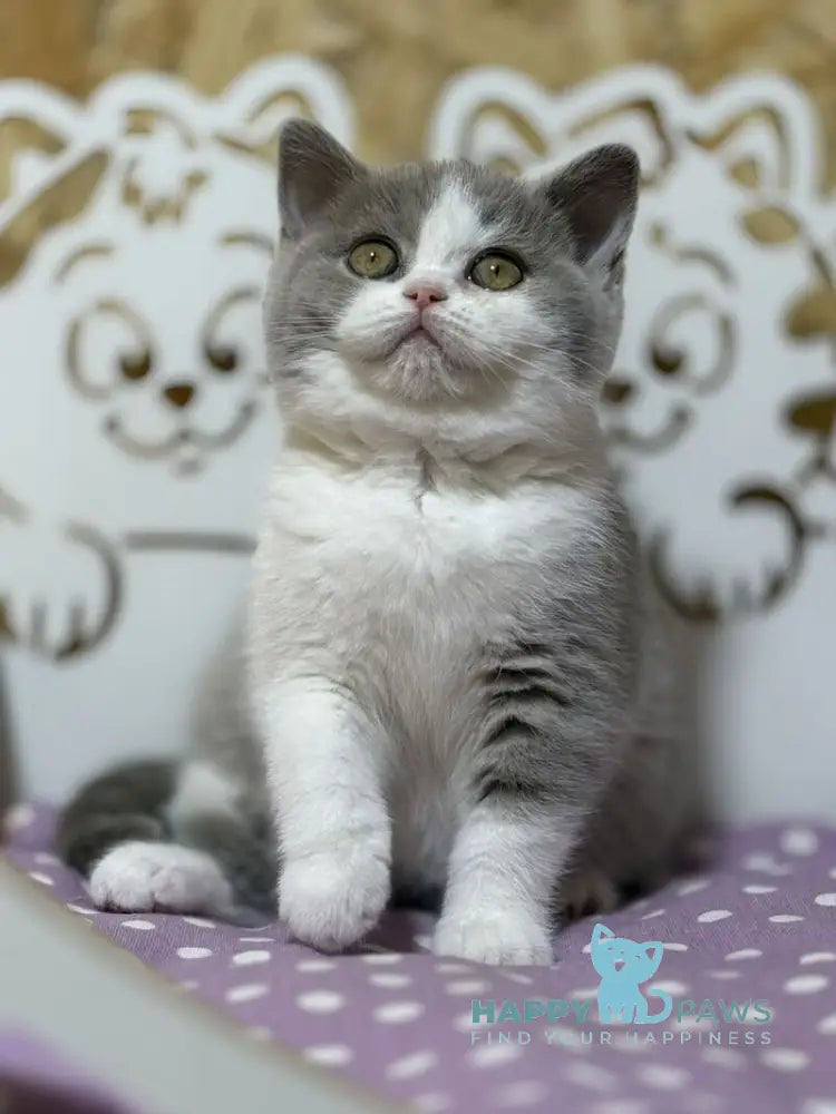 Felice British Shorthair female lilac bicolour live animals