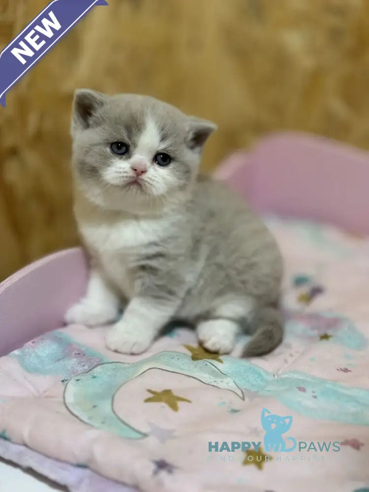 Felice British Shorthair female lilac bicolour live animals