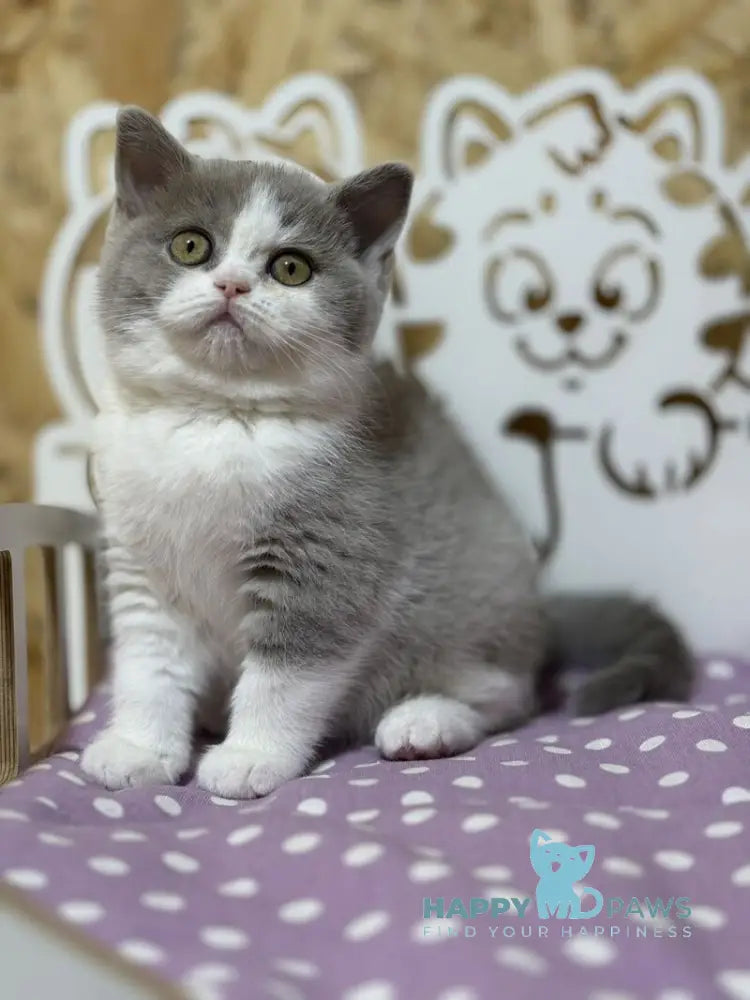Felice British Shorthair female lilac bicolour live animals