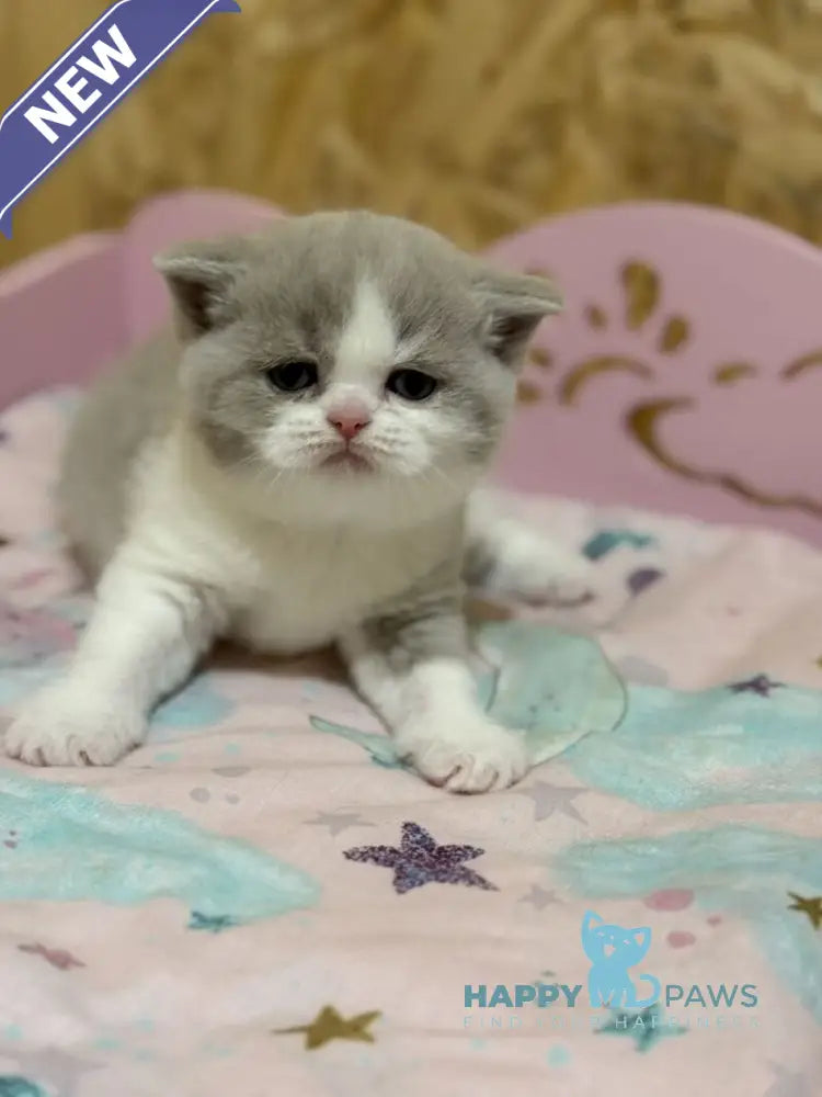 Felice British Shorthair female lilac bicolour live animals