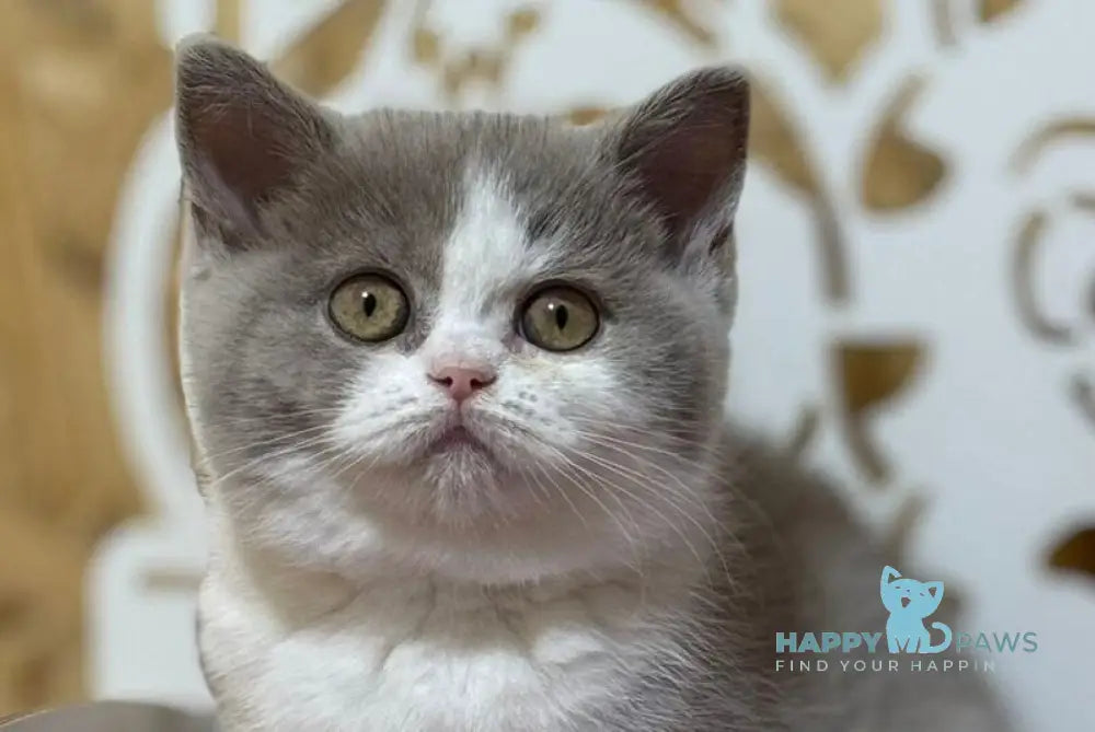 Felice British Shorthair female lilac bicolour live animals