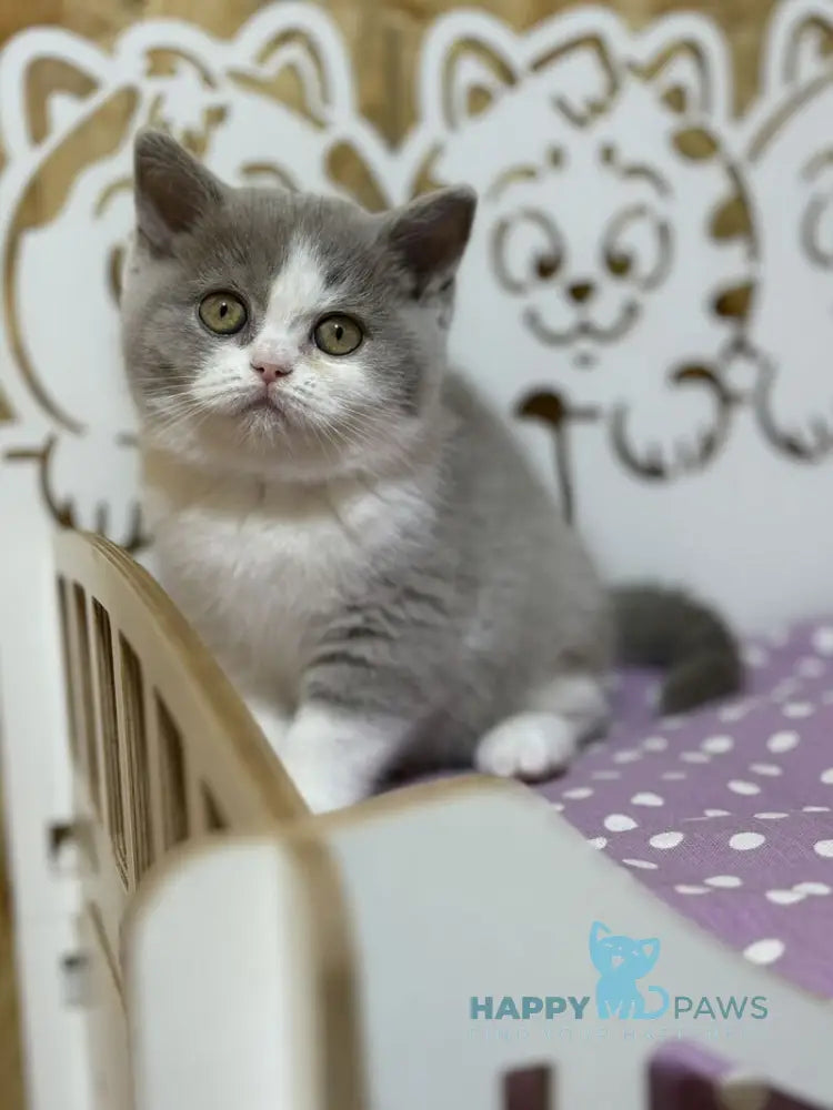 Felice British Shorthair female lilac bicolour live animals