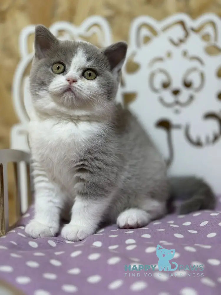 Felice British Shorthair female lilac bicolour live animals