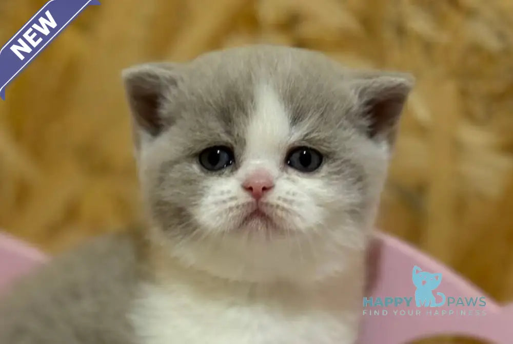 Felice British Shorthair female lilac bicolour live animals