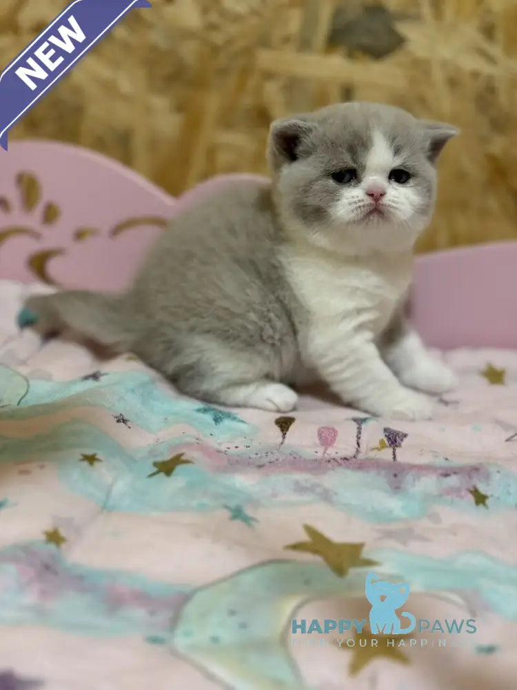 Felice British Shorthair female lilac bicolour live animals