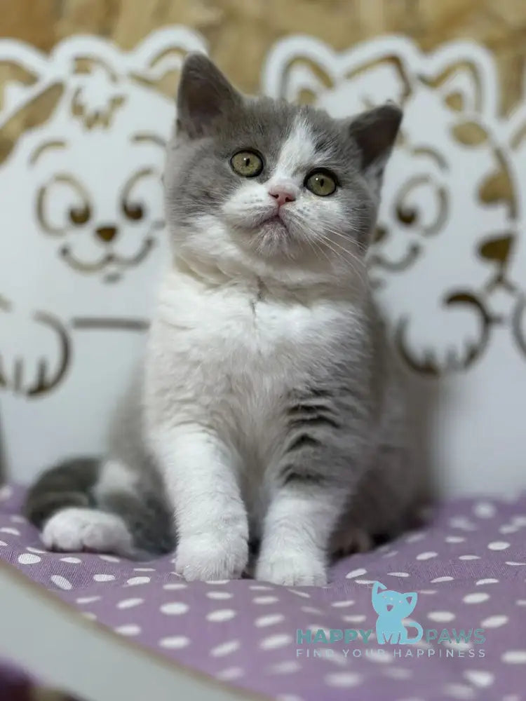 Felice British Shorthair female lilac bicolour live animals