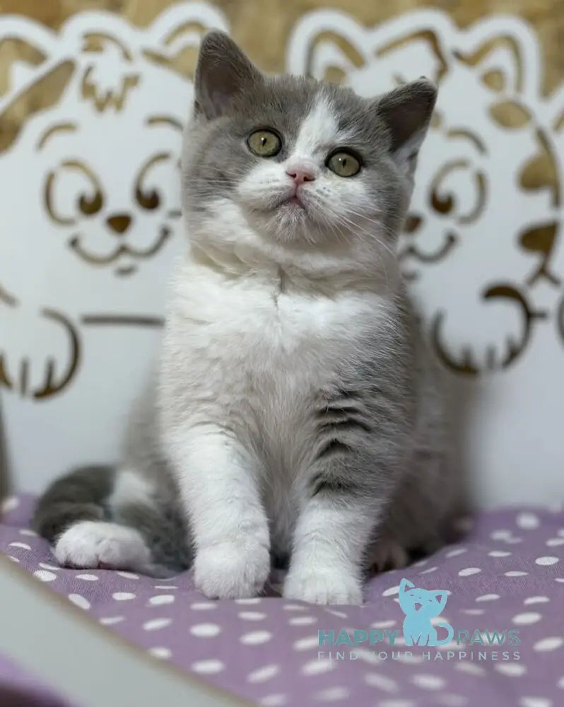 Felice British Shorthair female lilac bicolour live animals