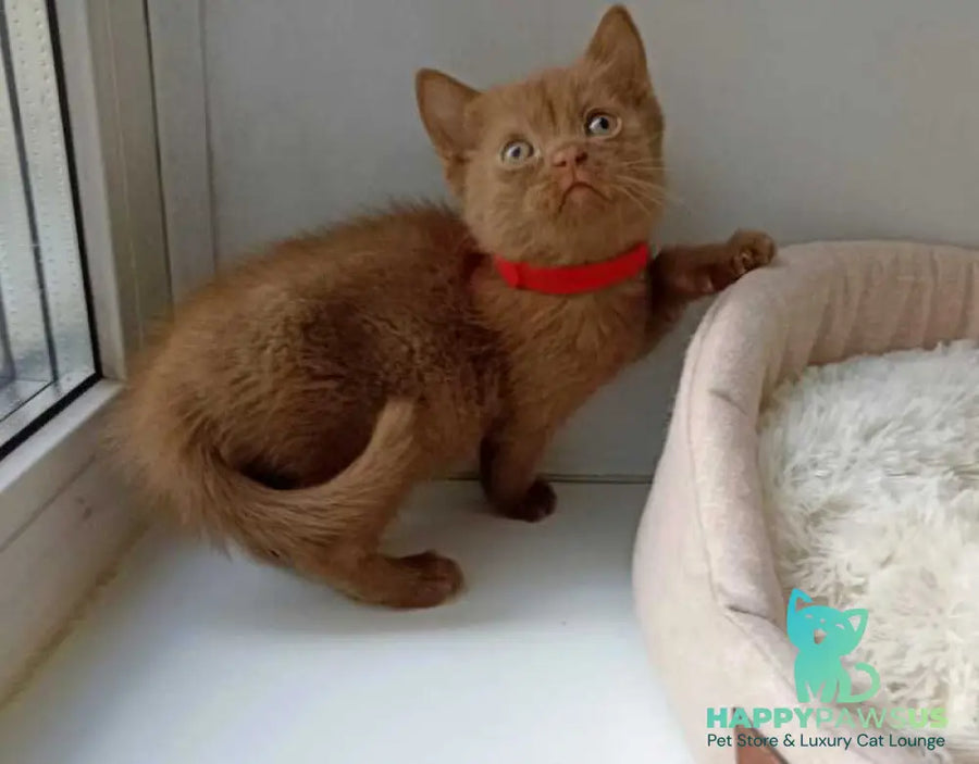 Felichita British Shorthair female cinnamon - live animals