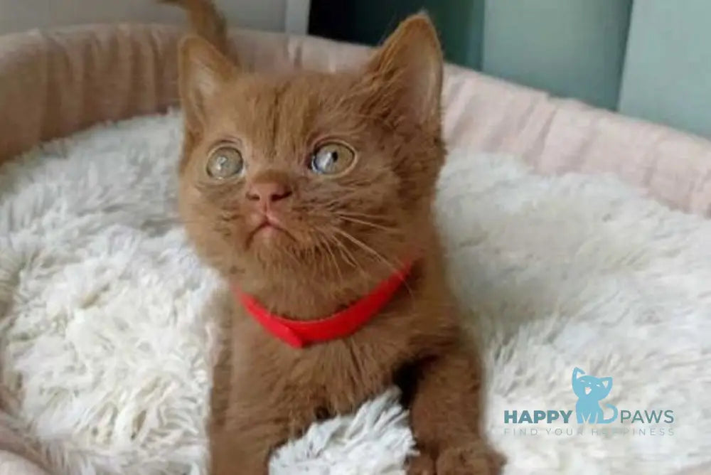 Felichita British Shorthair female cinnamon - live animals