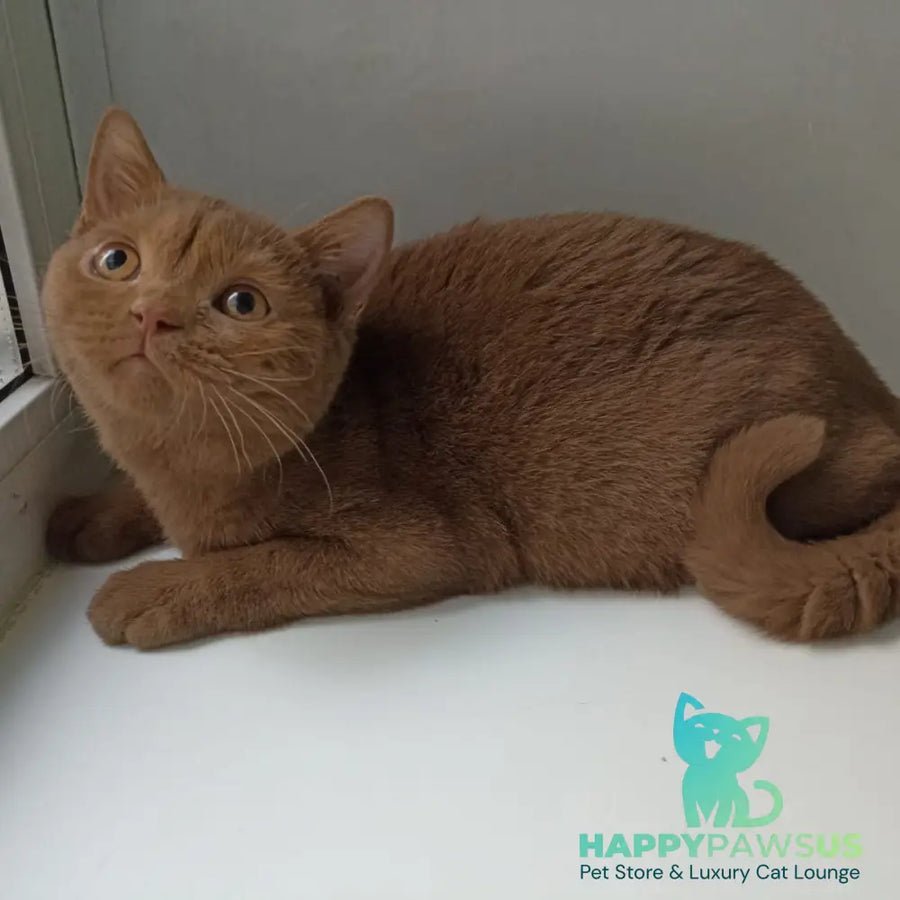 Felichita British Shorthair female cinnamon - live animals