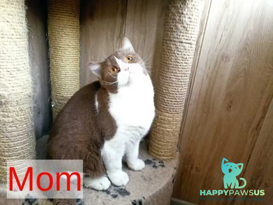 Felichita British Shorthair female cinnamon - live animals