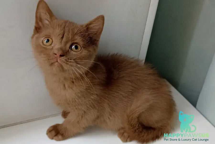 Felichita British Shorthair female cinnamon - live animals