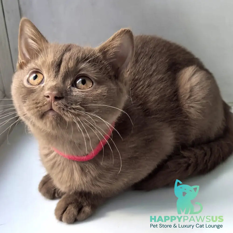 Felichita British Shorthair female cinnamon - live animals