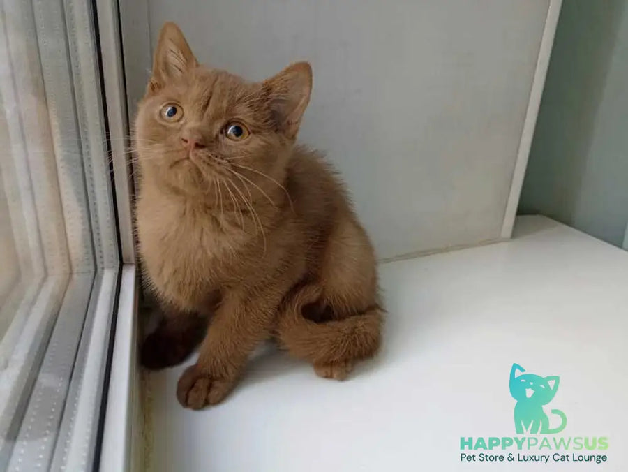 Felichita British Shorthair female cinnamon - live animals