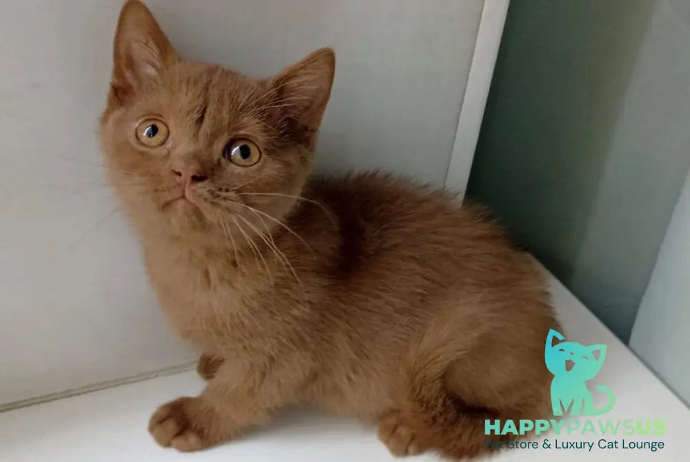 Felichita British Shorthair female cinnamon - live animals