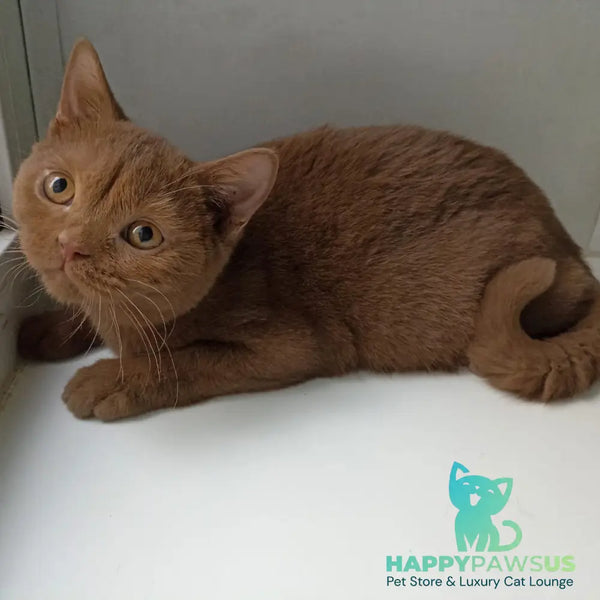 Felichita British Shorthair female cinnamon - live animals