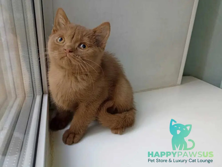 Felichita British Shorthair female cinnamon - live animals
