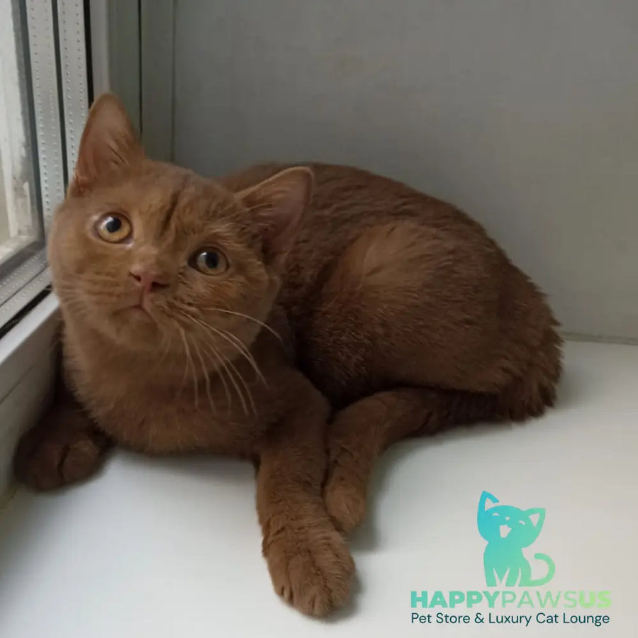 Felichita British Shorthair female cinnamon - live animals