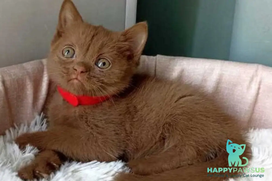 Felichita British Shorthair female cinnamon - live animals