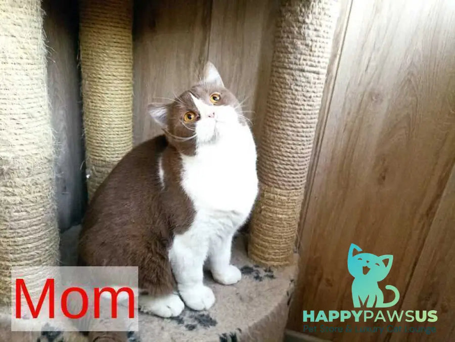 Felichita British Shorthair female cinnamon - live animals