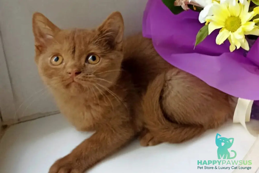Felichita British Shorthair female cinnamon - live animals