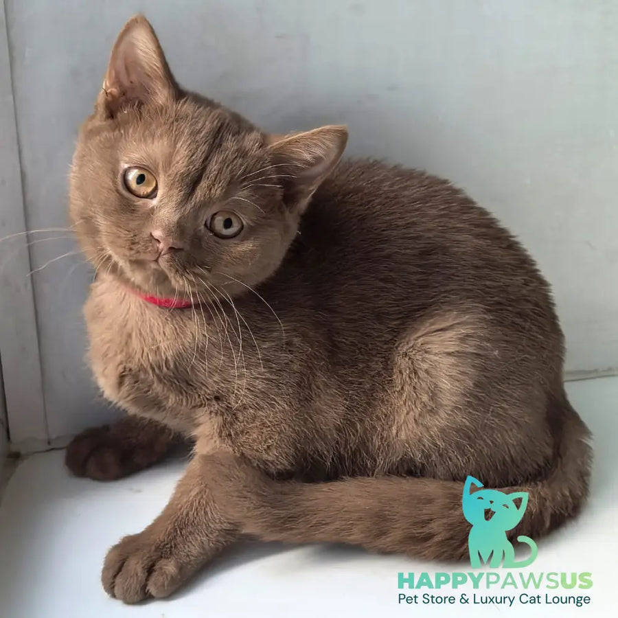 Felichita British Shorthair female cinnamon - live animals