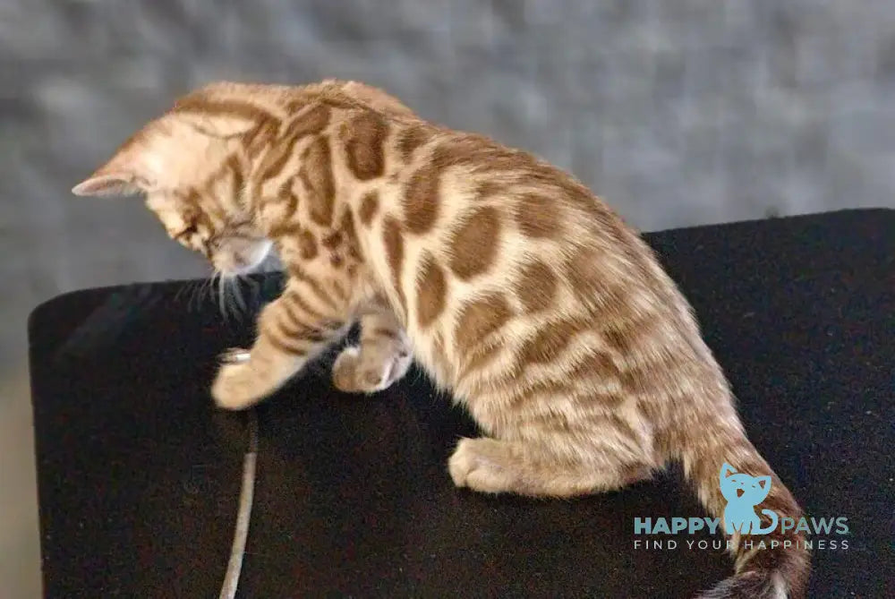 Felicia Bengal female black amber spotted tabby pointed live animals