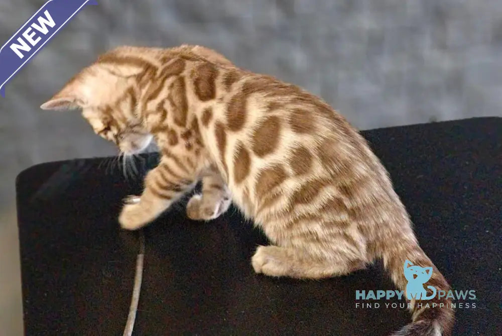 Felicia Bengal female black amber spotted tabby pointed live animals