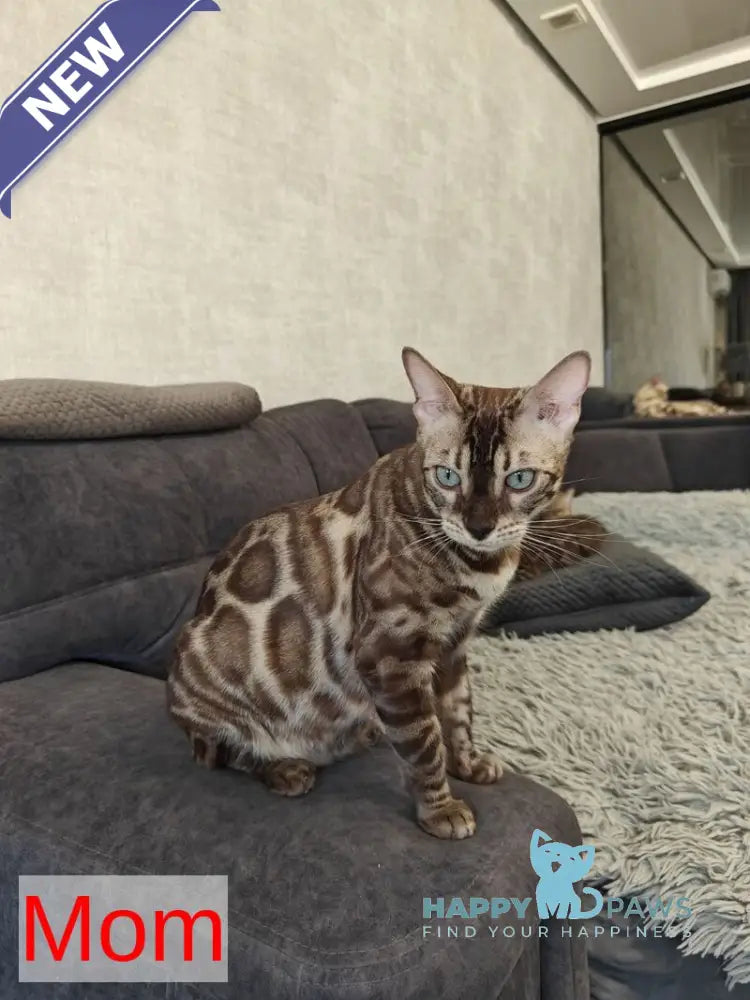 Felicia Bengal female black amber spotted tabby pointed live animals