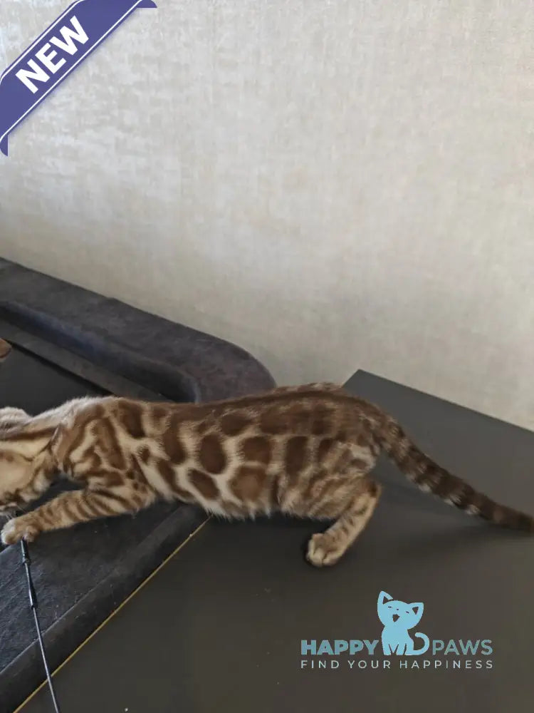 Felicia Bengal female black amber spotted tabby pointed live animals