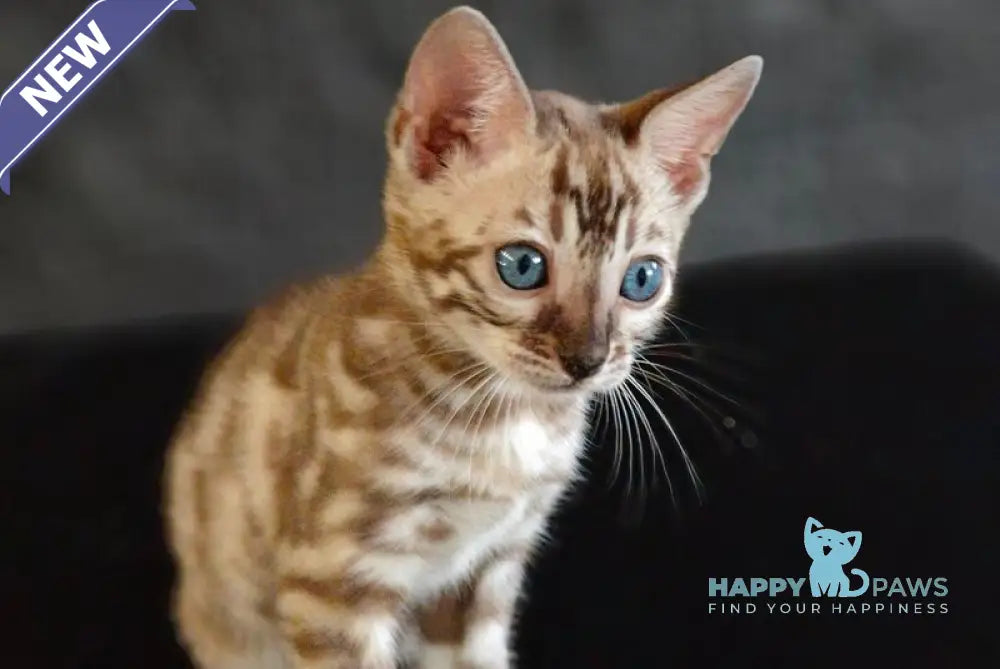 Felicia Bengal female black amber spotted tabby pointed live animals