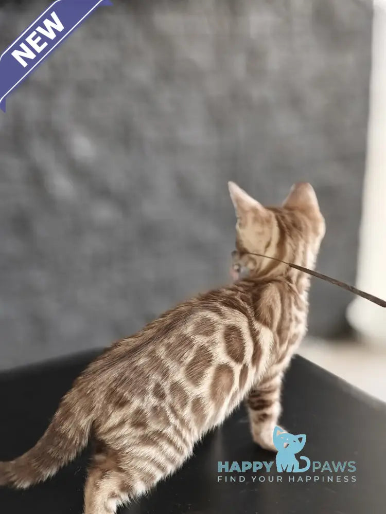 Felicia Bengal female black amber spotted tabby pointed live animals