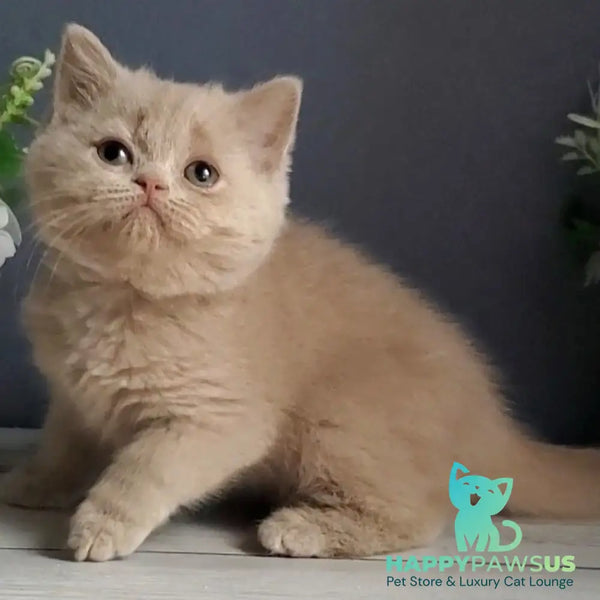 Felicia British Shorthair female fawn - live animals