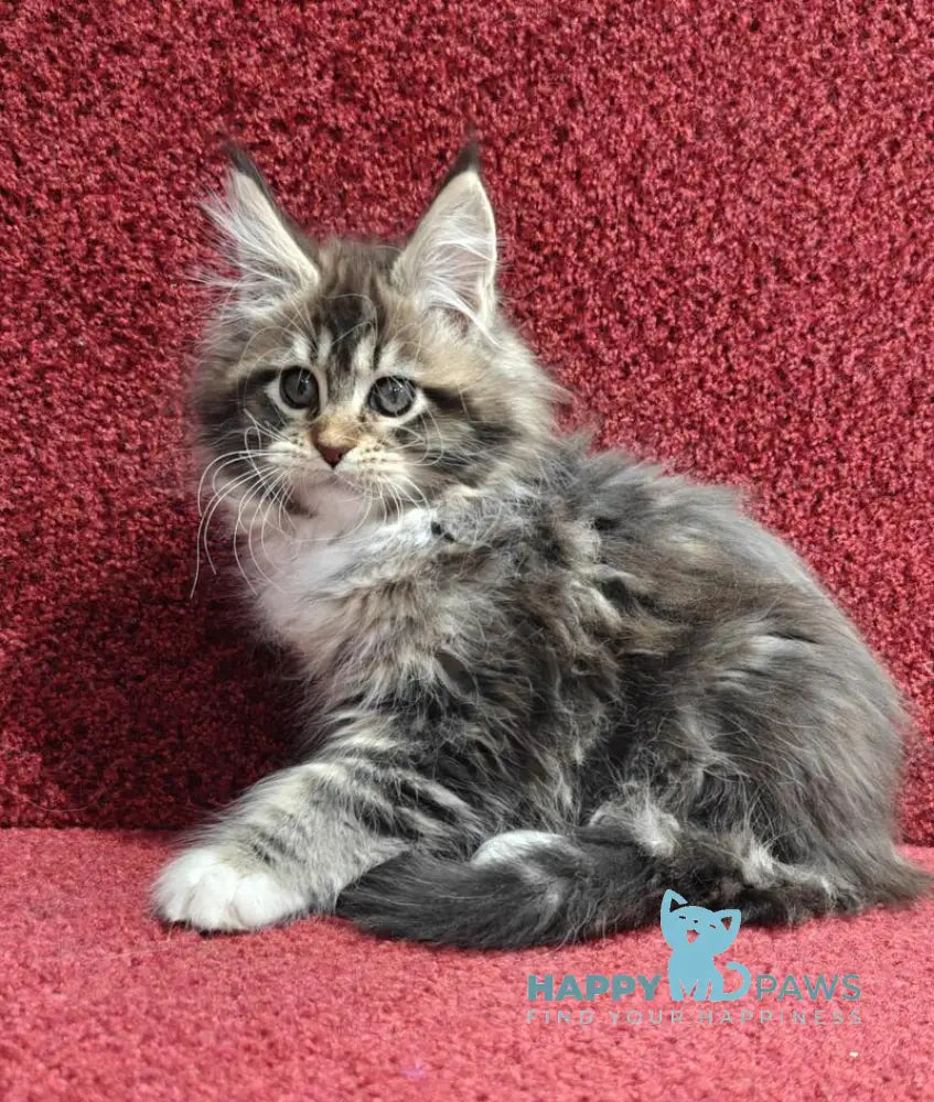 Felicia Maine Coon female black tabby with white live animals