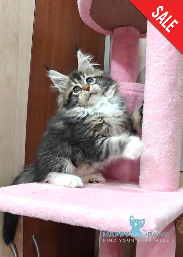 Felicia Maine Coon female black tabby with white live animals