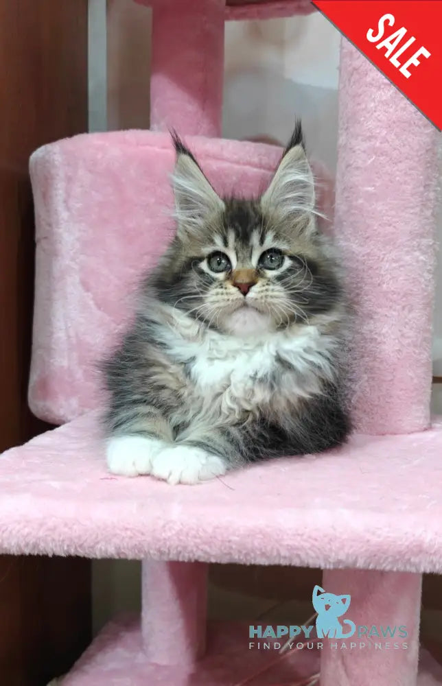 Felicia Maine Coon female black tabby with white live animals