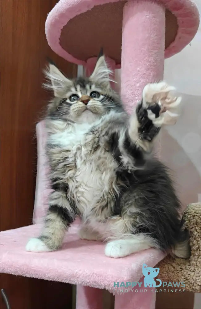 Felicia Maine Coon female black tabby with white live animals