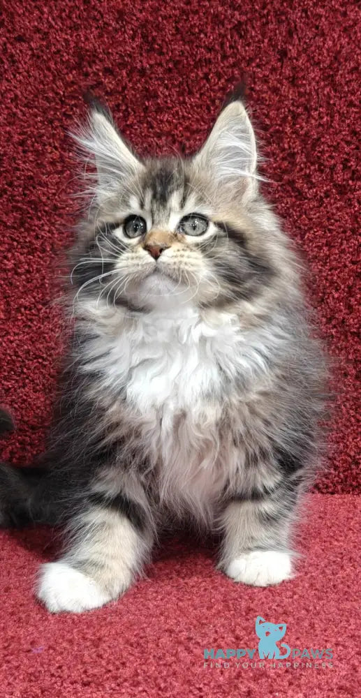 Felicia Maine Coon female black tabby with white live animals