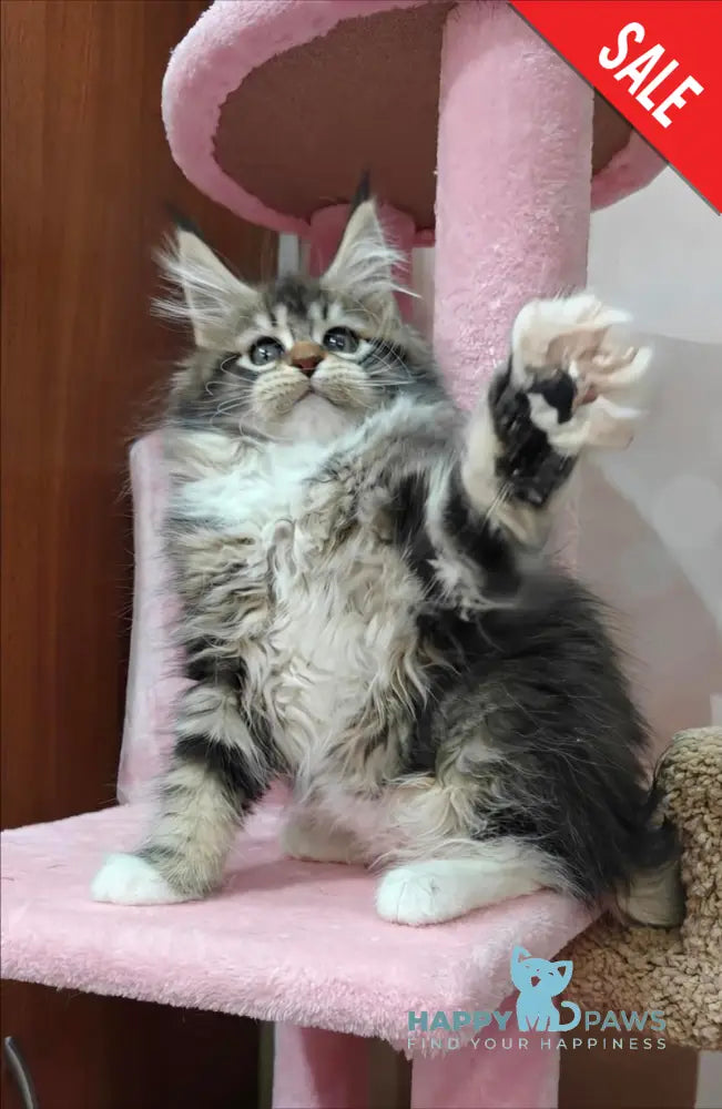 Felicia Maine Coon female black tabby with white live animals