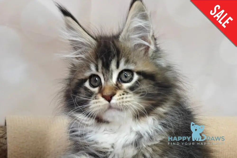 Felicia Maine Coon female black tabby with white live animals
