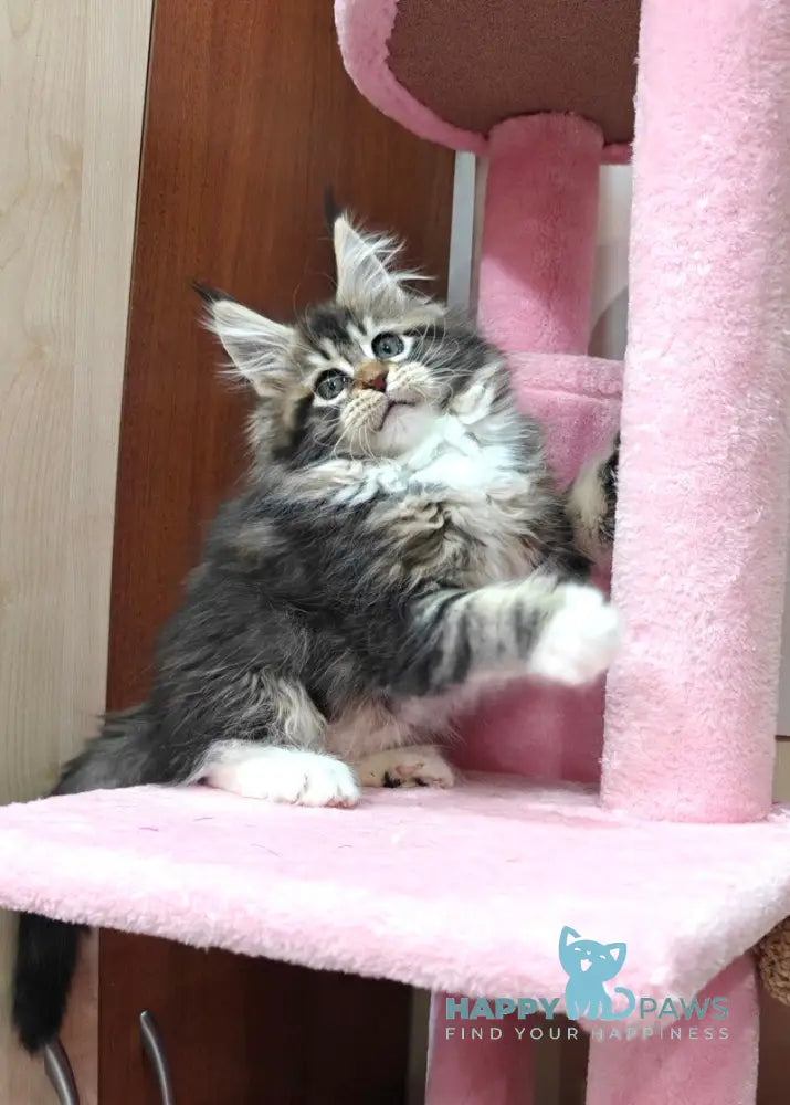 Felicia Maine Coon female black tabby with white live animals