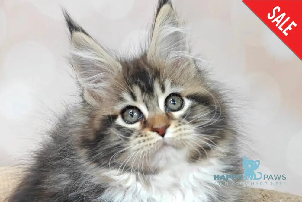 Felicia Maine Coon female black tabby with white live animals