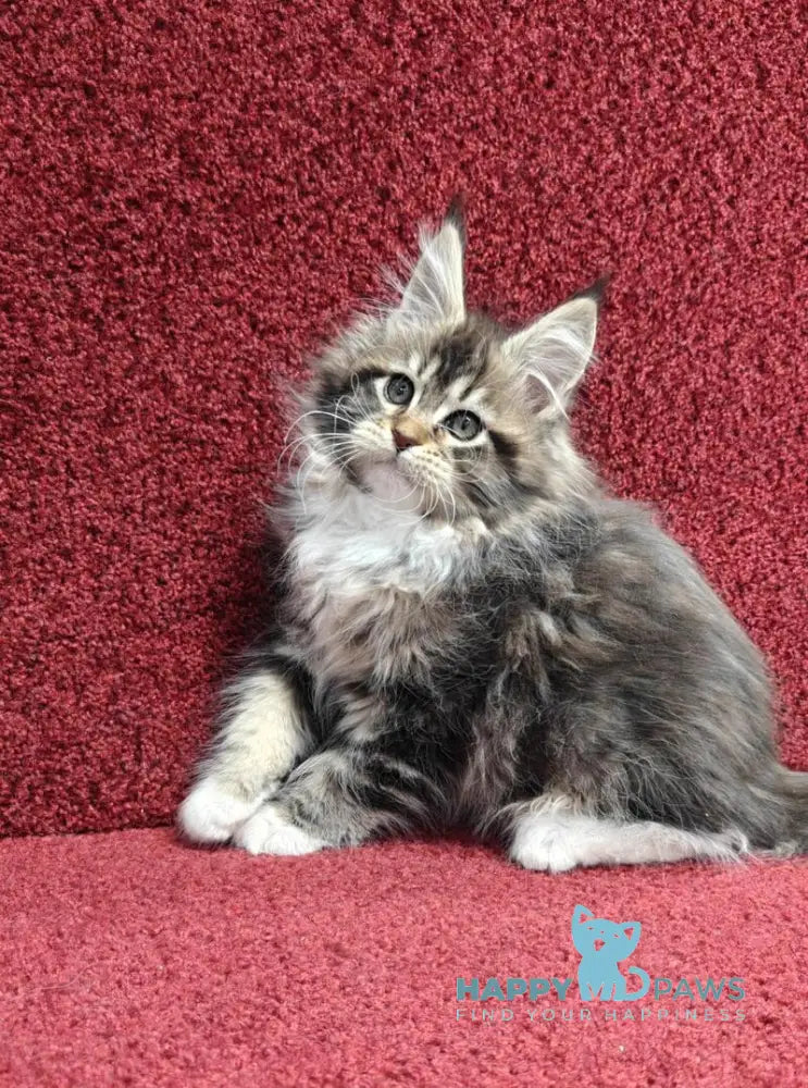 Felicia Maine Coon female black tabby with white live animals