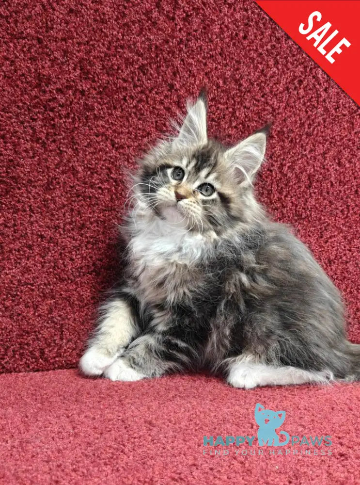 Felicia Maine Coon female black tabby with white live animals