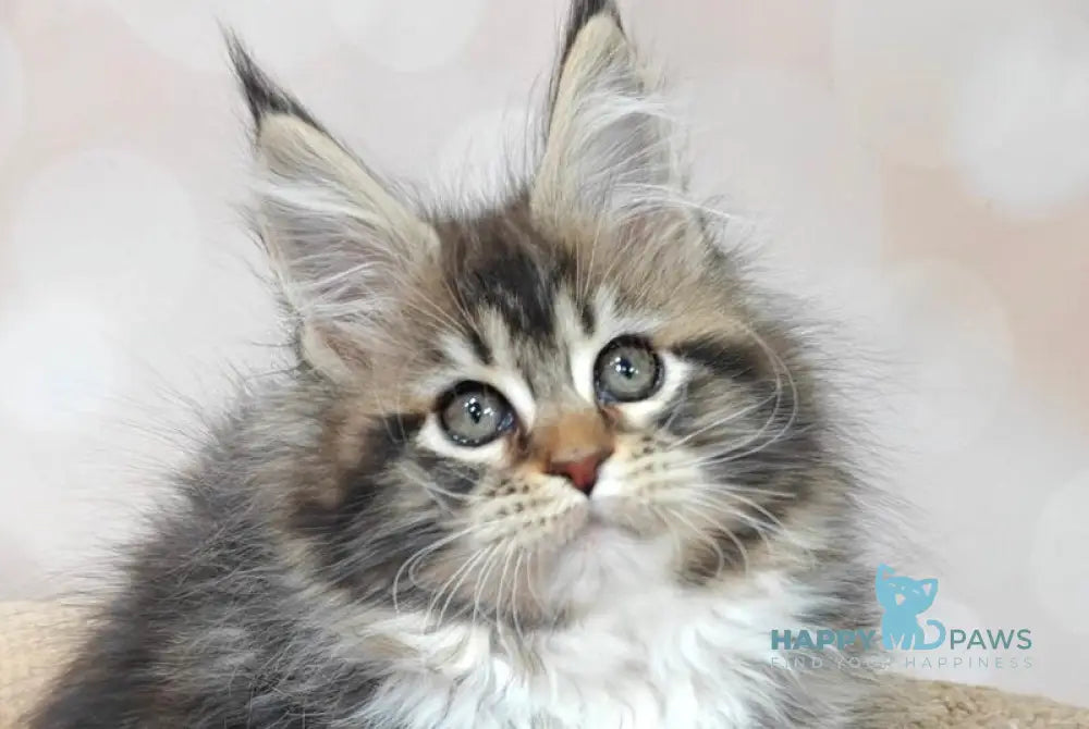 Felicia Maine Coon female black tabby with white live animals