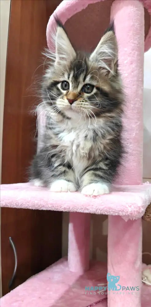 Felicia Maine Coon female black tabby with white live animals