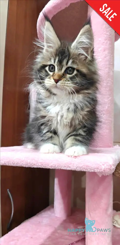 Felicia Maine Coon female black tabby with white live animals