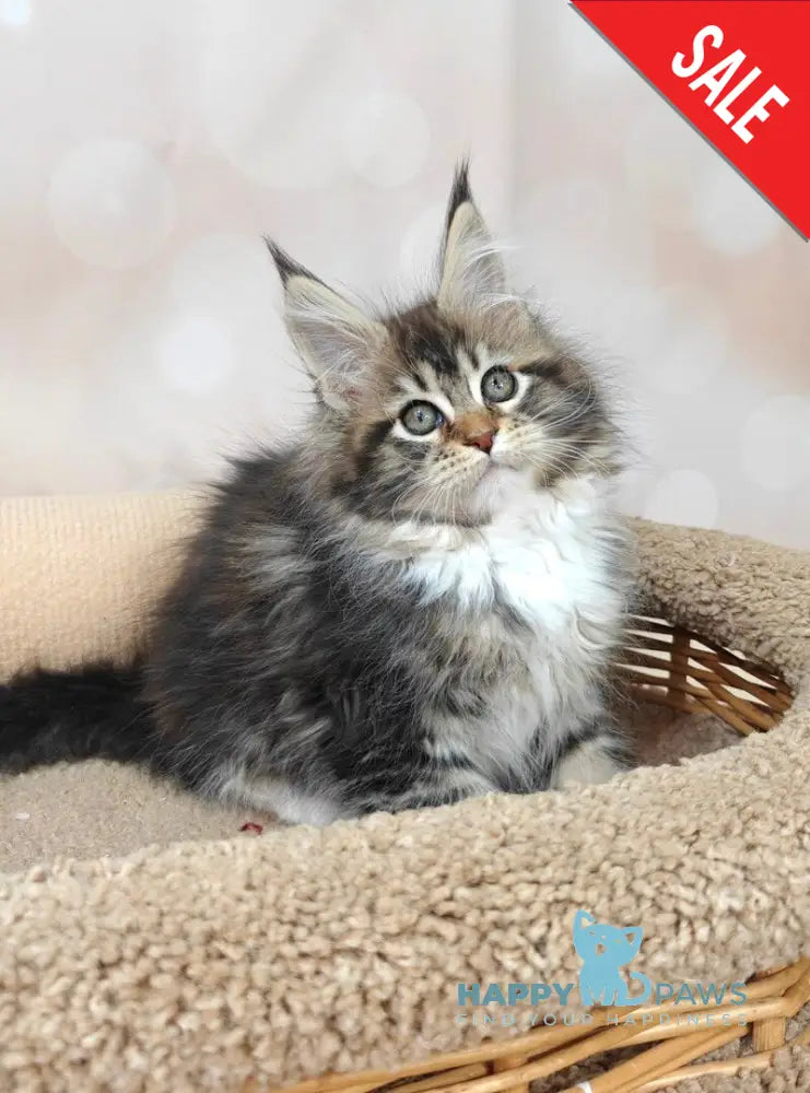 Felicia Maine Coon female black tabby with white live animals