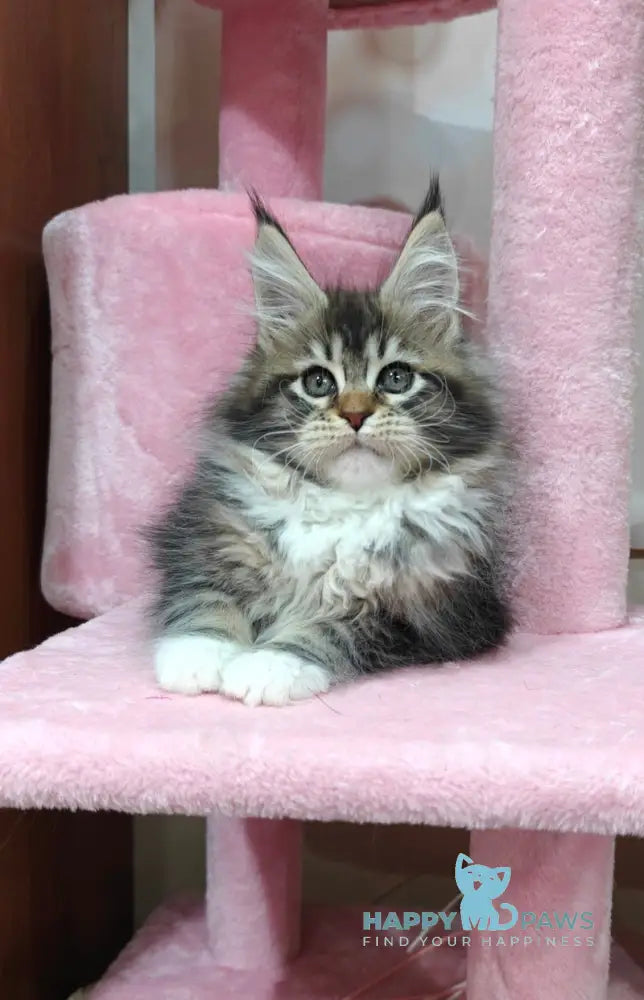 Felicia Maine Coon female black tabby with white live animals